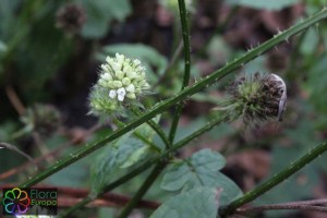 Dipsacus pilosus (2)